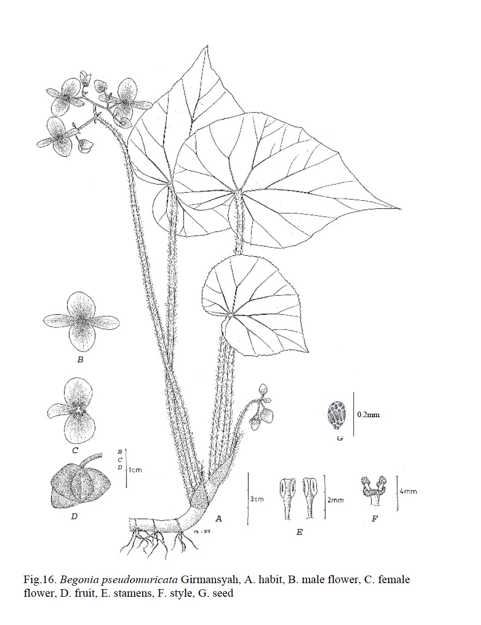 B. pseudomuricata